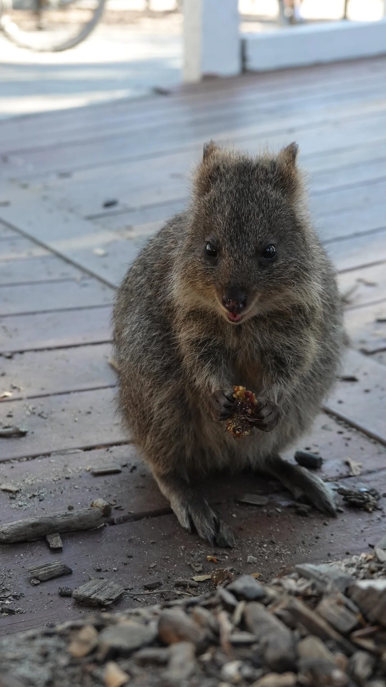 Rottnest Island photograph 1