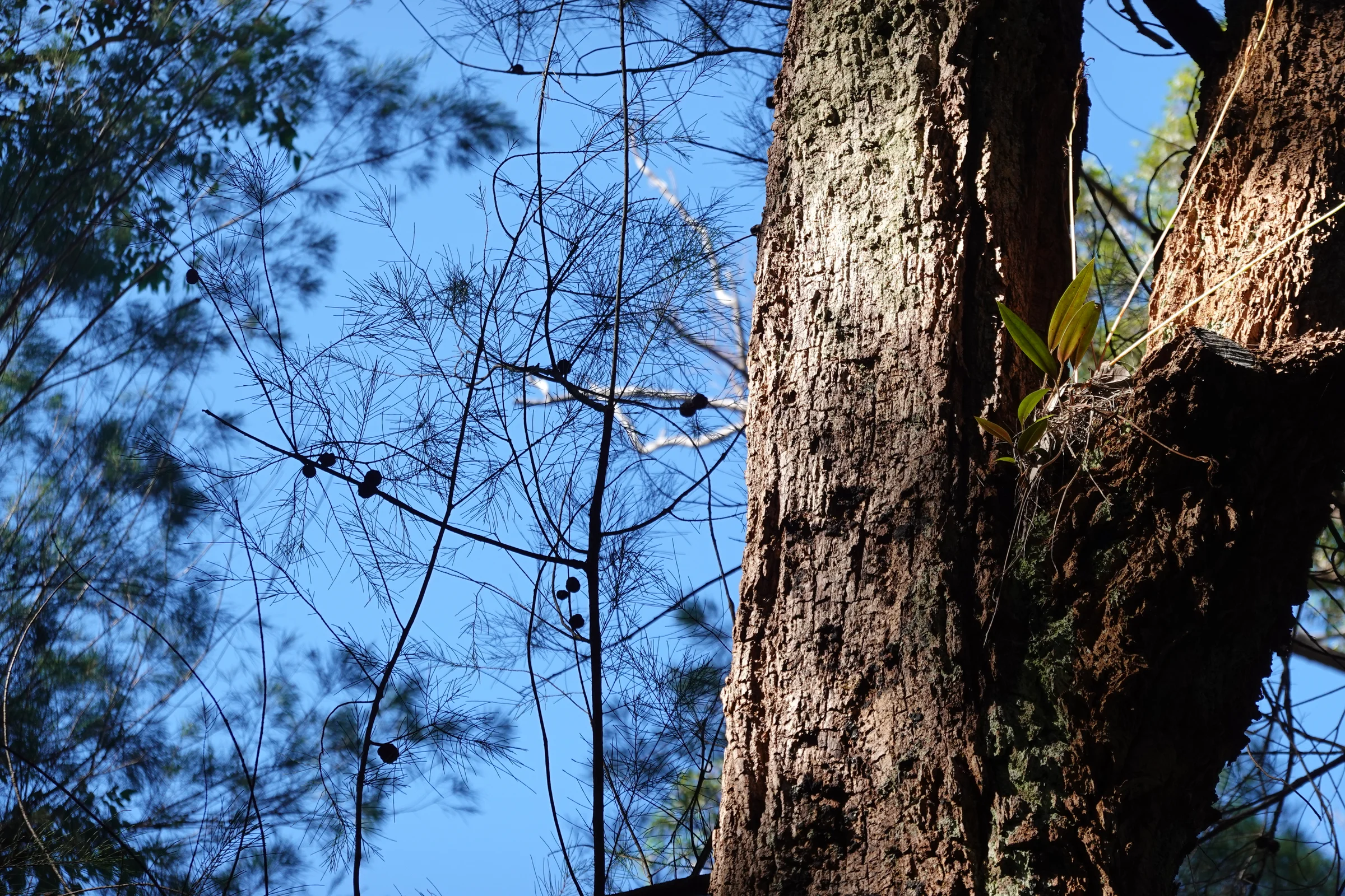 Giant Tingle Tree photograph 1