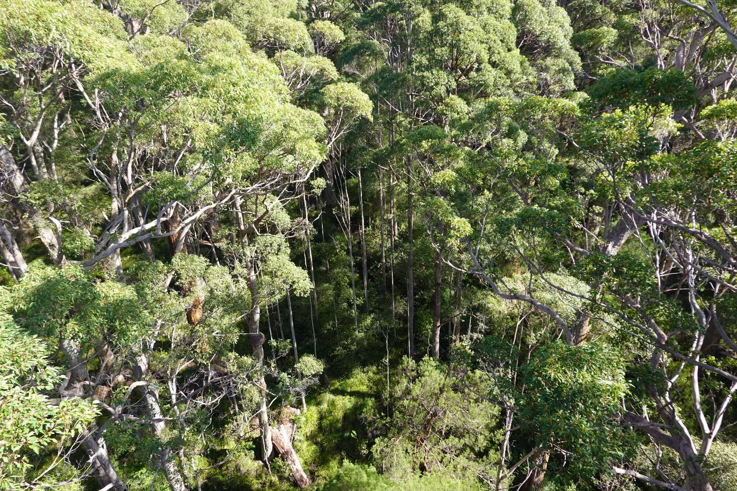 Giant Tingle Tree photograph 2
